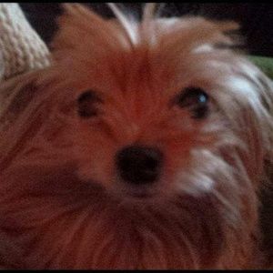 Meet your Posher, Shannon